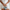 Testing Alt