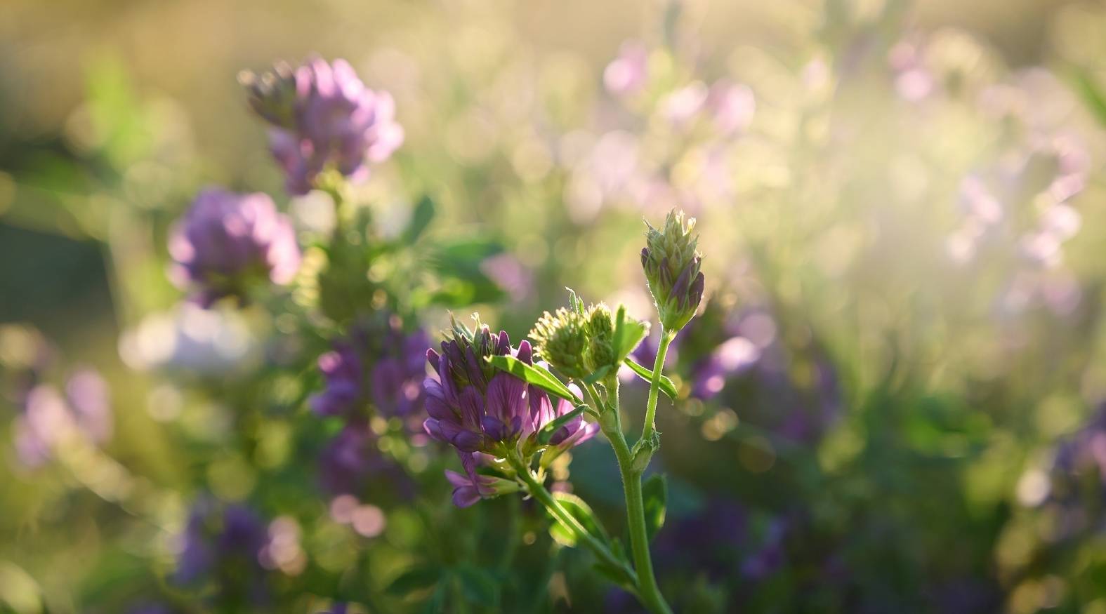 Field of blooming purple alfalfa flowers in soft golden sunlight, with green stems and buds in focus against a blurred natural background.