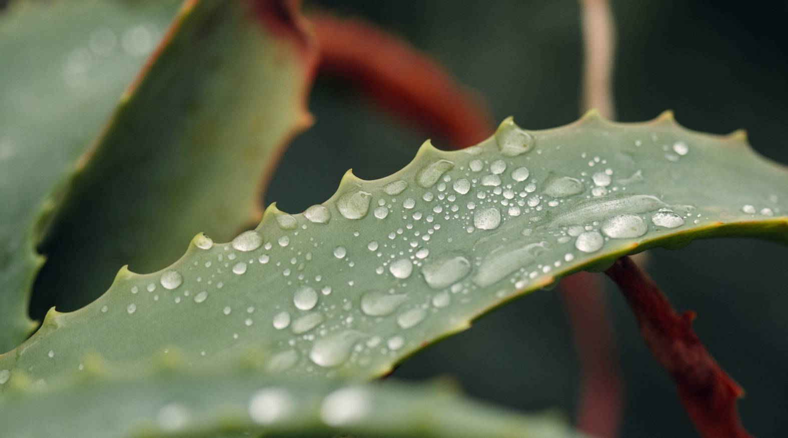 Close-up of an aloe vera leaf with serrated edges and fresh water droplets