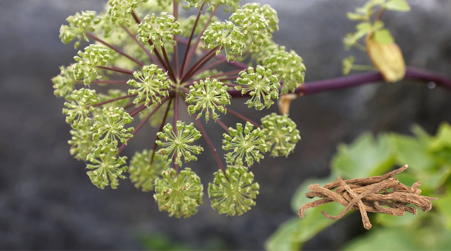 Close-up of Angelica root (Angelica archangelica) plant with green umbrella-shaped flower clusters and accompanying dried root pieces