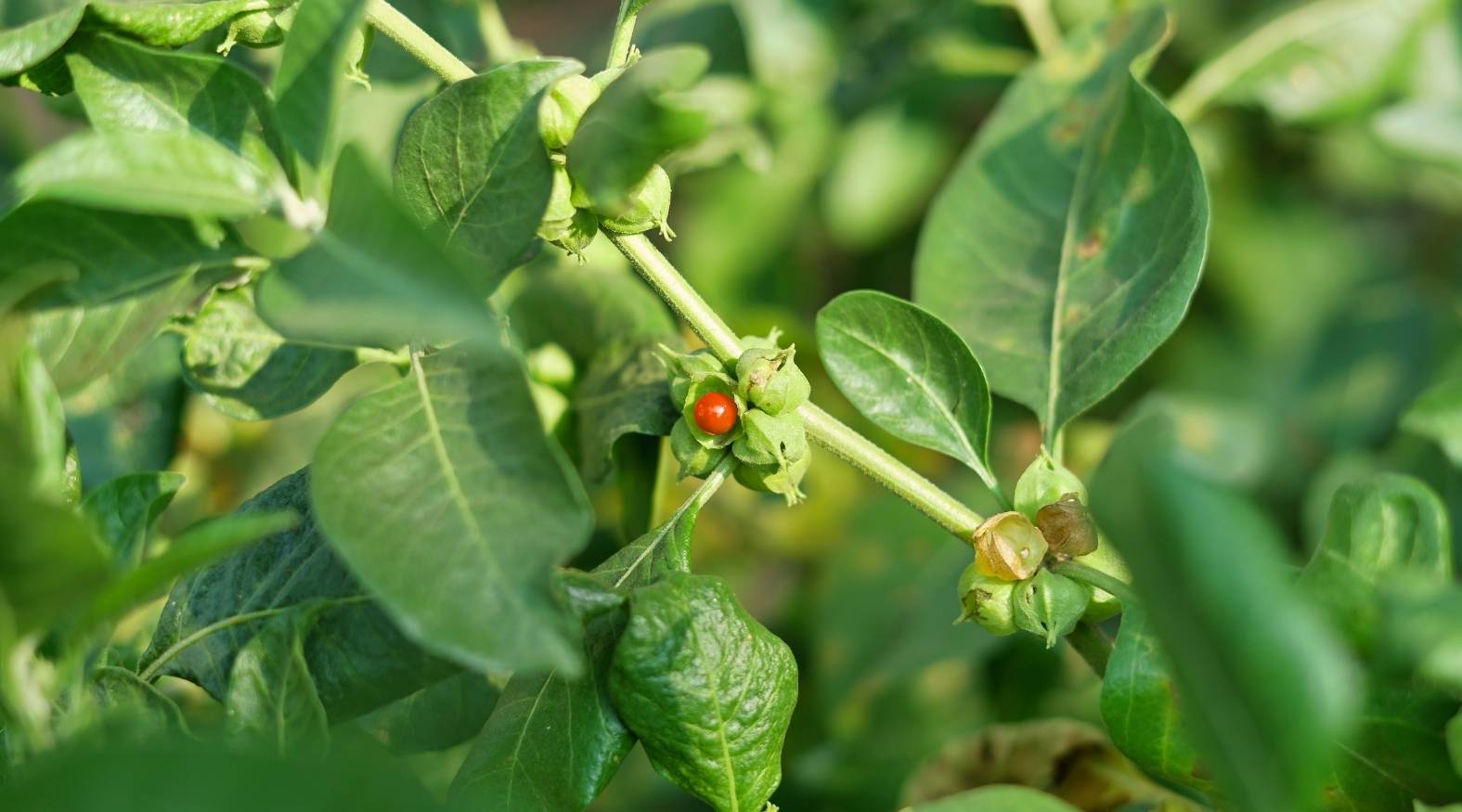 Ashwagandha (Withania somnifera) plant with green leaves and small berries on slender stems, highlighting its natural growth and botanical characteristics.