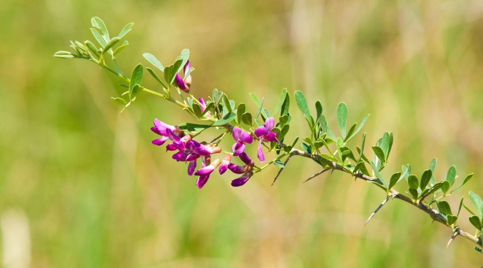 Astragalus (Astragalus membranaceus) plant with small green leaves and delicate purple flowers growing along slender stems, showcasing its natural botanical form.