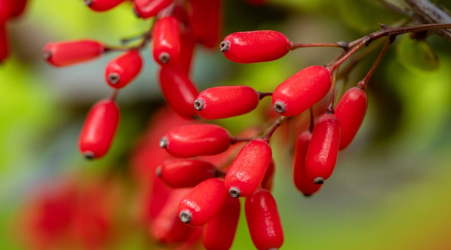 Barberry (Berberis vulgaris) with vibrant red berries growing in clusters on slender stems, highlighting its distinctive fruit and natural botanical appearance.