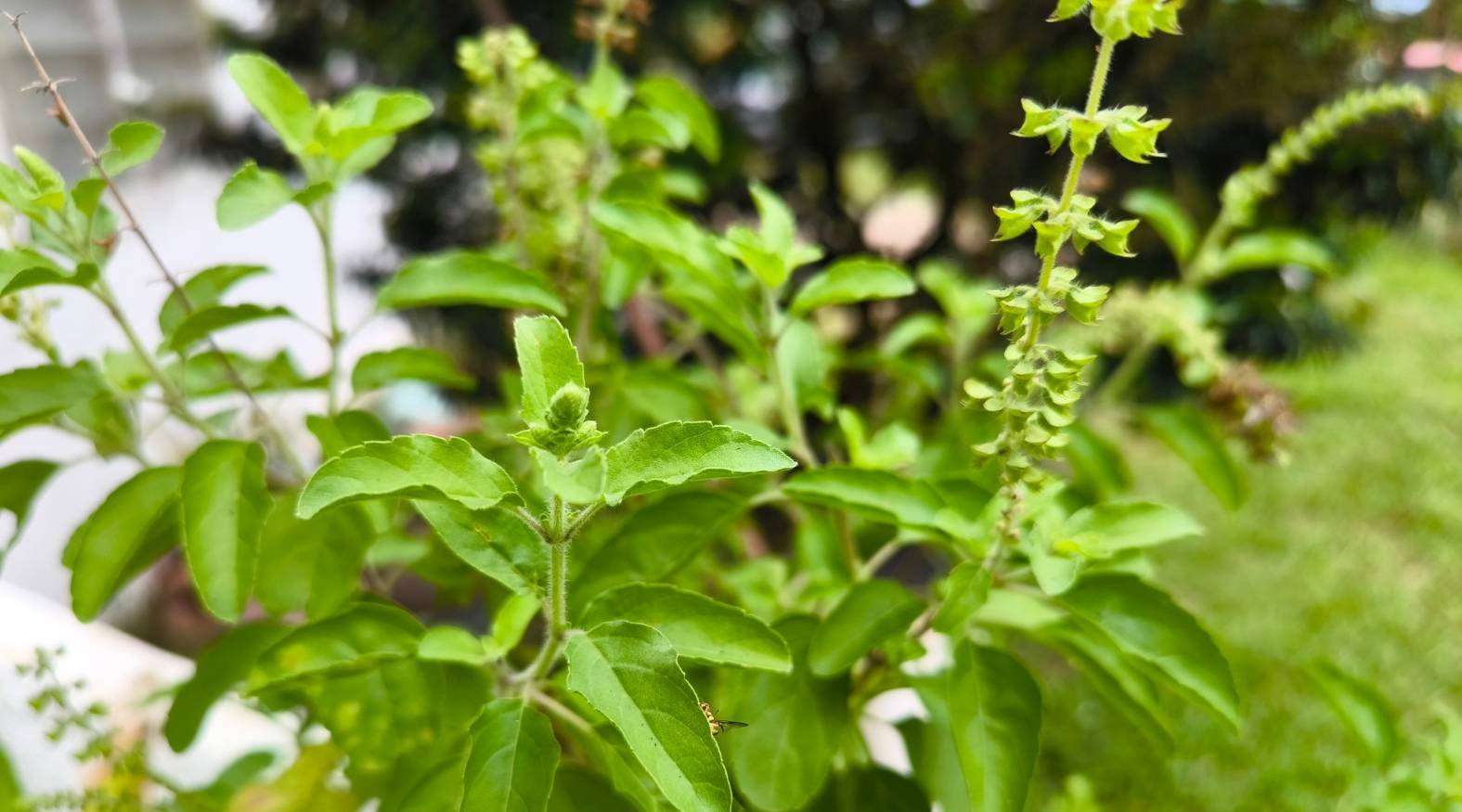 Holy Basil (Tulsi) (Ocimum tenuiflorum) plant with fresh green leaves and flowering spikes, highlighting its vibrant foliage and natural herbal growth.