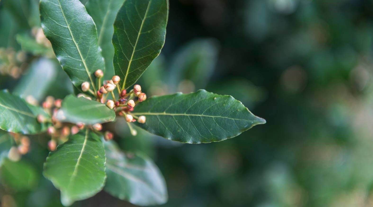 Bay Leaf (Laurus nobilis) plant with glossy green leaves and small budding clusters, highlighting its aromatic foliage and natural botanical form.