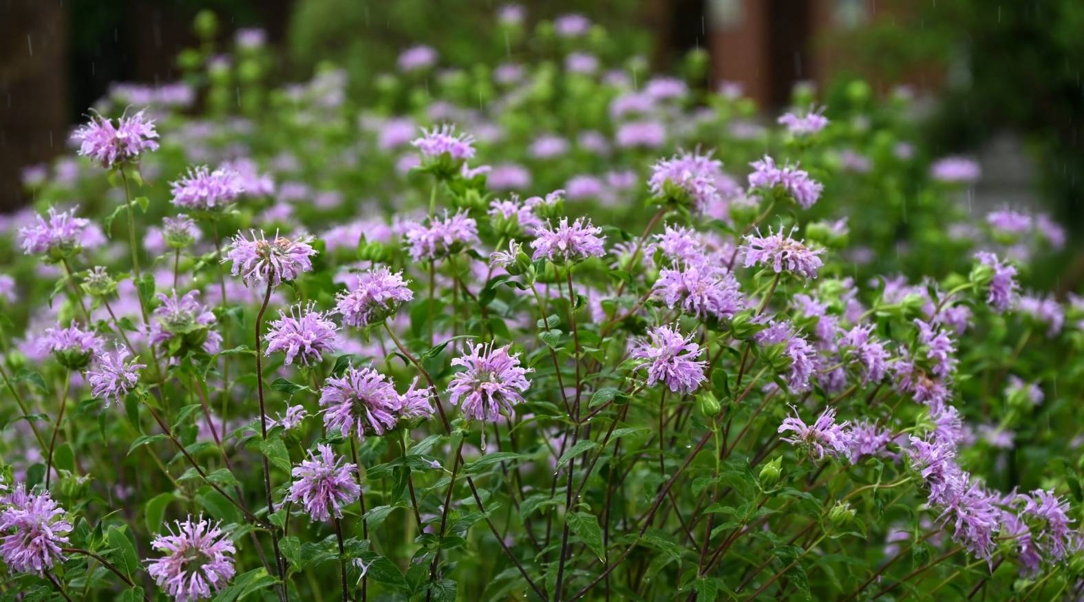 Bee Balm (Monarda didyma) with clusters of soft purple-pink flowers and green foliage, showcasing its vibrant blooms and natural garden setting.