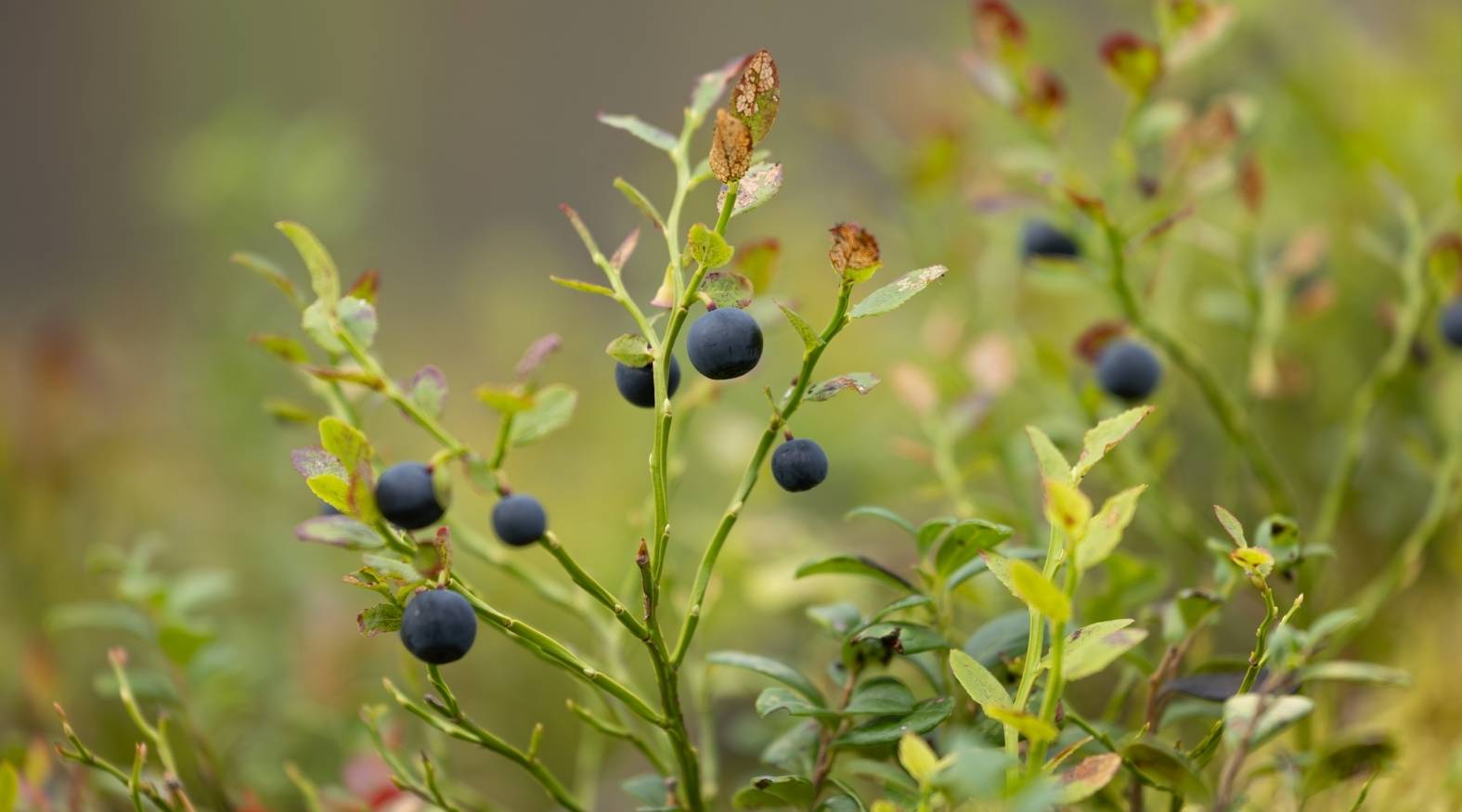 Bilberry (Vaccinium myrtillus) plant with small dark blue berries growing on slender green stems, surrounded by delicate leaves, highlighting its natural woodland appearance.