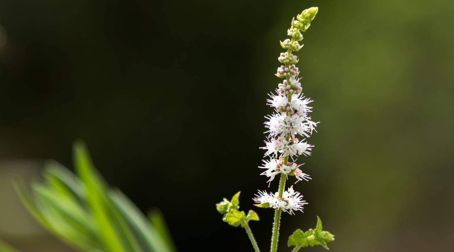 Black Cohosh (Actaea racemosa) showing a tall, slender flowering spike with small white blossoms arranged along the stem, set against a softly blurred natural background.