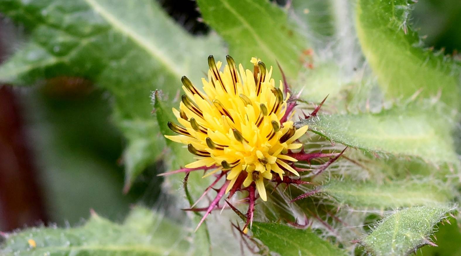 Blessed Thistle (Cnicus benedictus) showing a bright yellow flower head surrounded by sharp, spiny bracts and fuzzy green leaves, highlighting its distinctive thistle-like appearance.