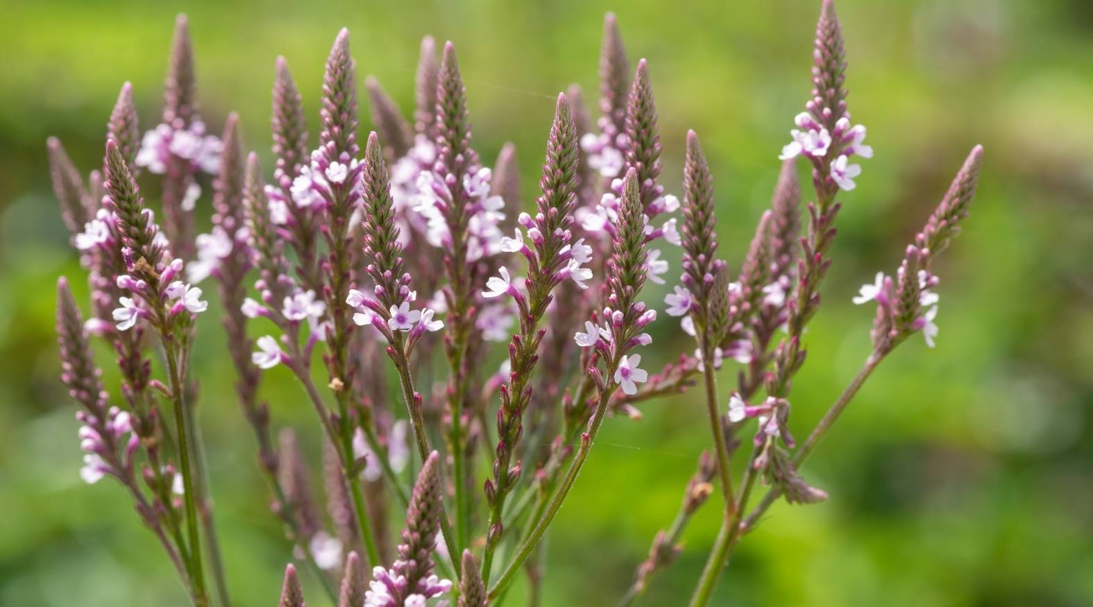 Blue Vervain (Verbena hastata) featuring slender, upright spikes of small purple flowers clustered along tall stems, set against a soft green natural background.