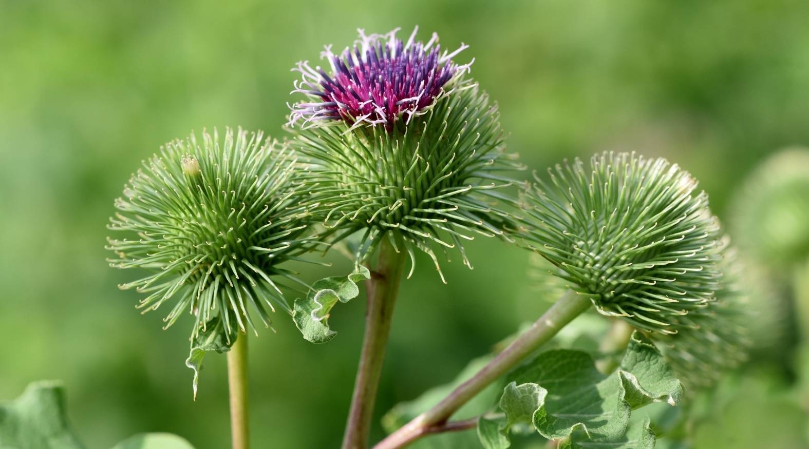 Burdock (Arctium lappa) showing rounded, spiny green burrs with a central purple flower, highlighting the plant’s distinctive hooked bracts and thistle-like appearance.