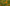 Calendula (Calendula officinalis) featuring vibrant orange, daisy-like flowers in bloom, with soft green foliage in the background highlighting its bright and cheerful appearance.