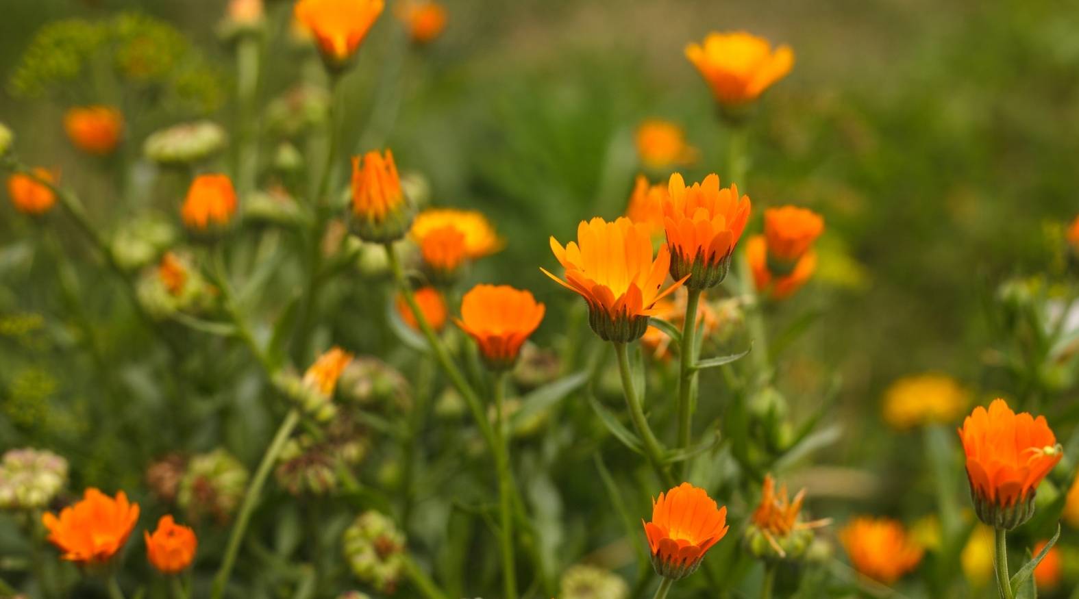 Calendula (Calendula officinalis) featuring vibrant orange, daisy-like flowers in bloom, with soft green foliage in the background highlighting its bright and cheerful appearance.