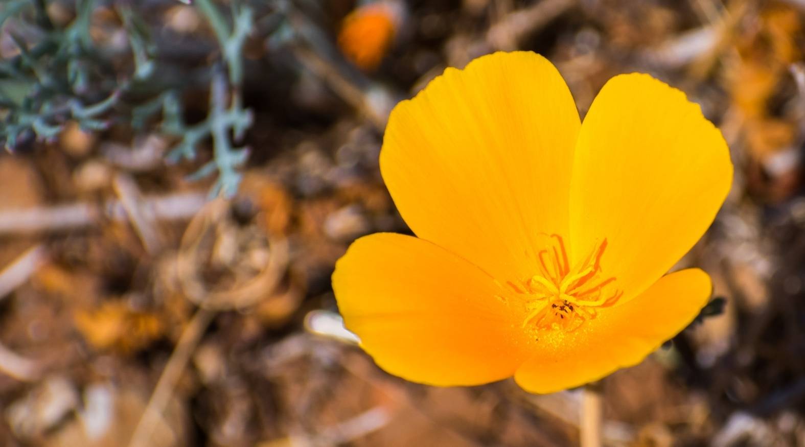 California Poppy (Eschscholzia californica) featuring a vivid golden-orange flower with delicate, silky petals and a bright central cluster, set against a softly blurred natural background.