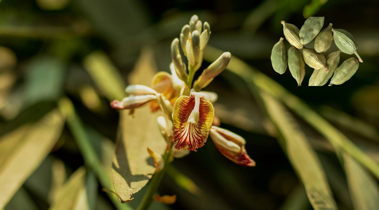 Cardamom (Elettaria cardamomum) showing its delicate pale green and cream-colored flower with intricate red markings, alongside an inset of green cardamom pods, highlighting both the plant and its aromatic spice form.