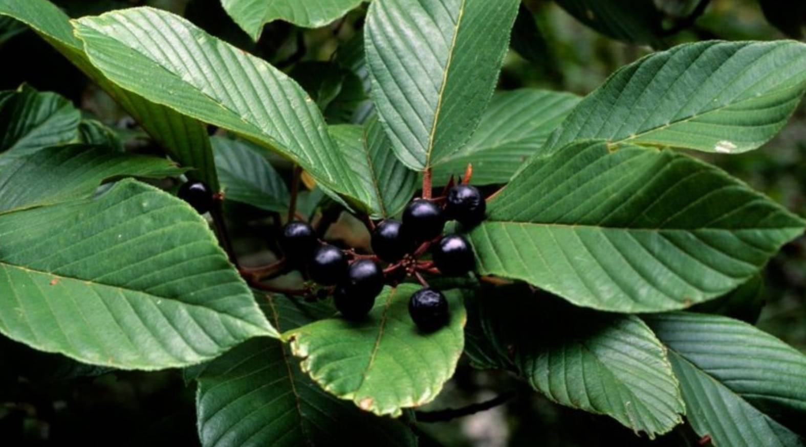 Cascara Sagrada (Rhamnus purshiana) featuring glossy dark berries clustered among broad, veined green leaves, highlighting the plant’s characteristic foliage and fruit.
