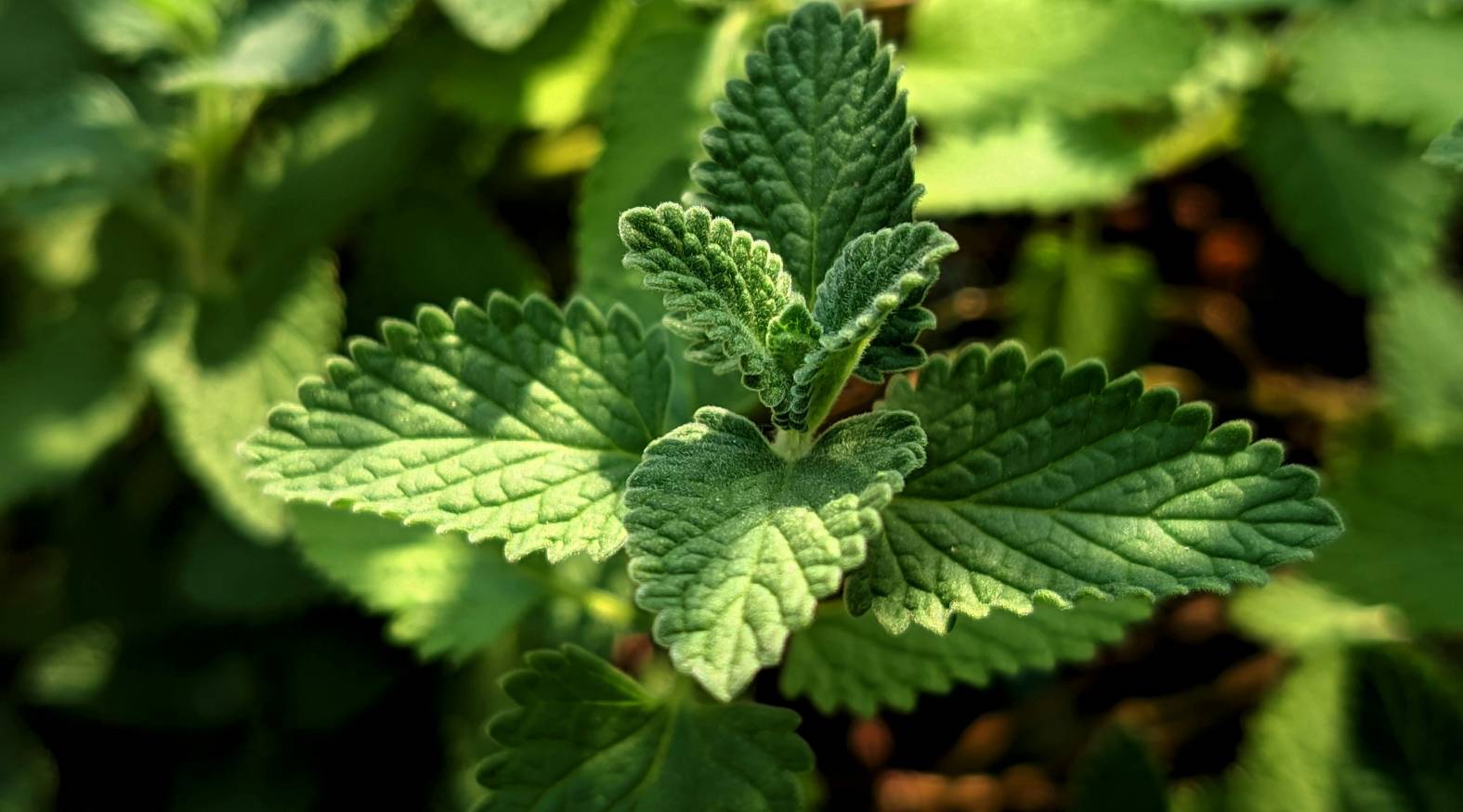 Catnip (Nepeta cataria) highlighting its soft, textured green leaves with serrated edges and fine hairs, set against a blurred natural background.