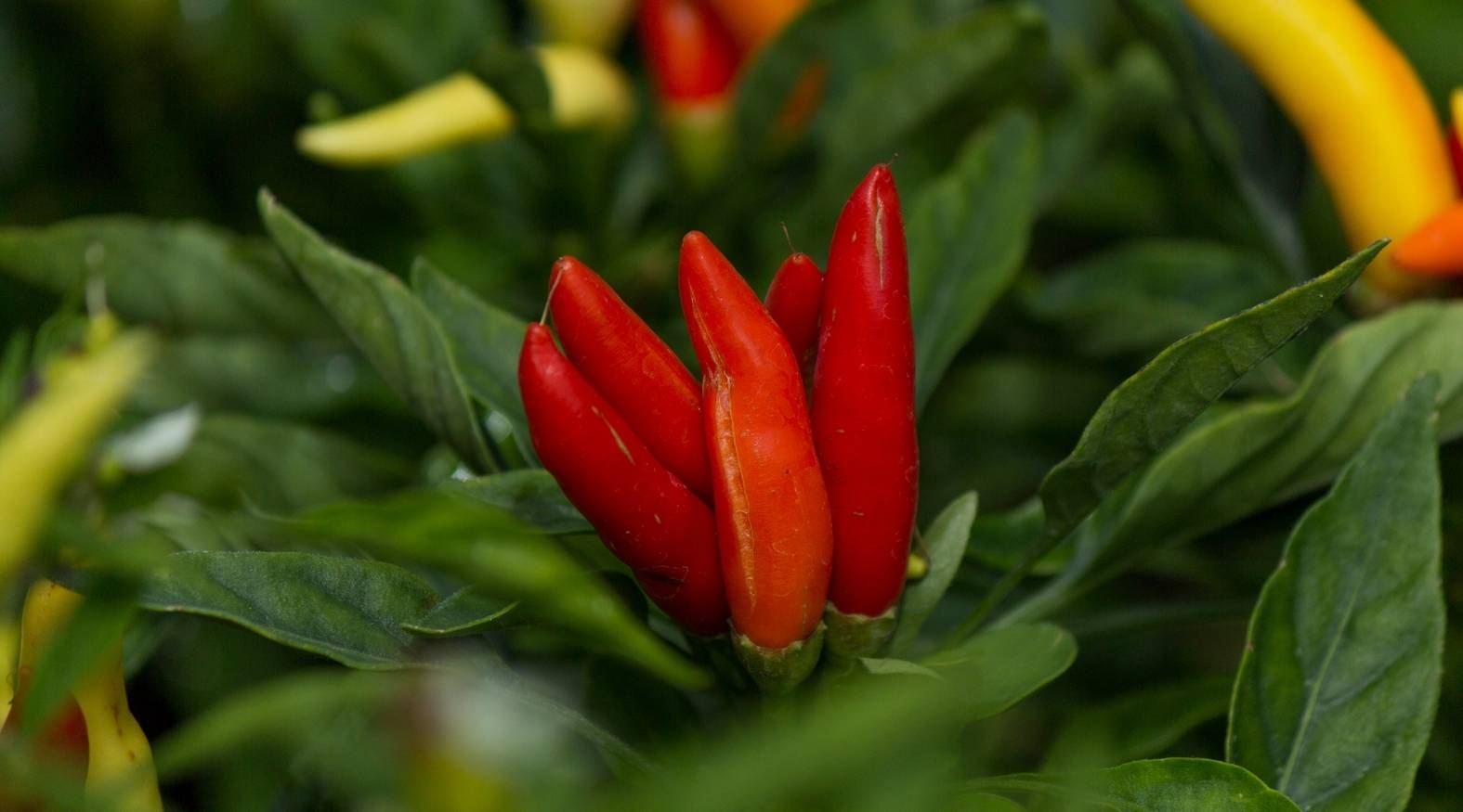 Cayenne Pepper (Capsicum annuum) showing a cluster of slender, vibrant red chillies growing upright among glossy green leaves, highlighting the plant’s bold colour and distinctive shape.