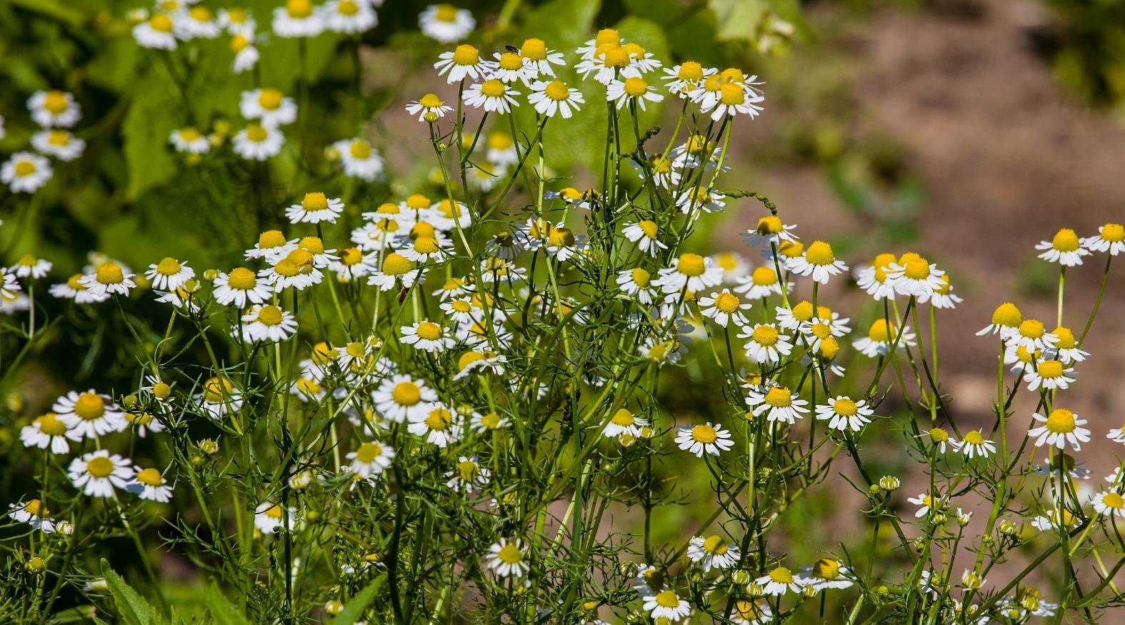 Chamomile (Matricaria chamomilla) featuring clusters of small, daisy-like flowers with white petals and bright yellow centres, set among fine, feathery green foliage.