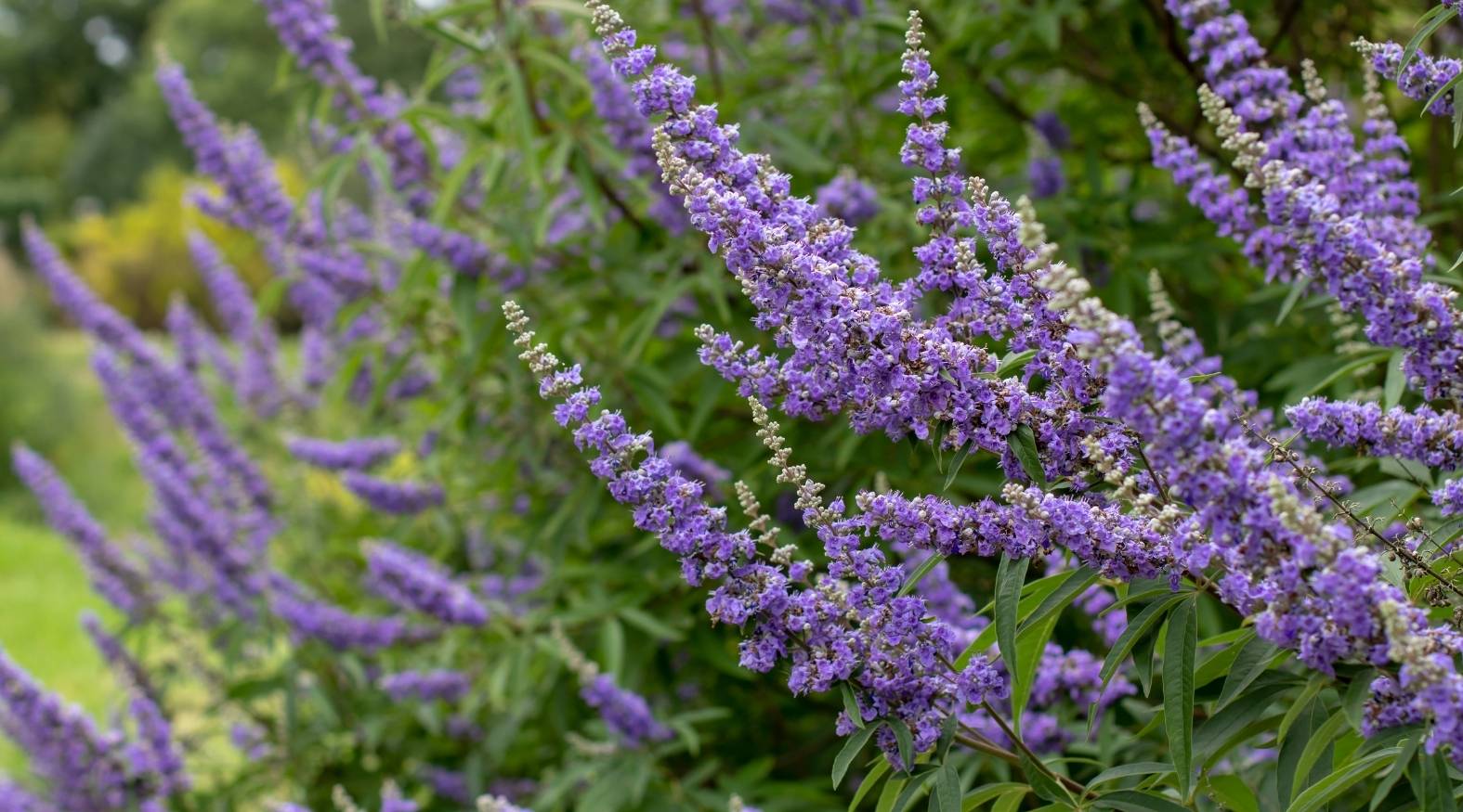 Chaste Tree Berry (Vitex agnus-castus) showing elongated spikes of soft purple flowers growing densely along slender stems, with narrow green leaves in the background, highlighting the plant’s delicate structure and vibrant floral display.
