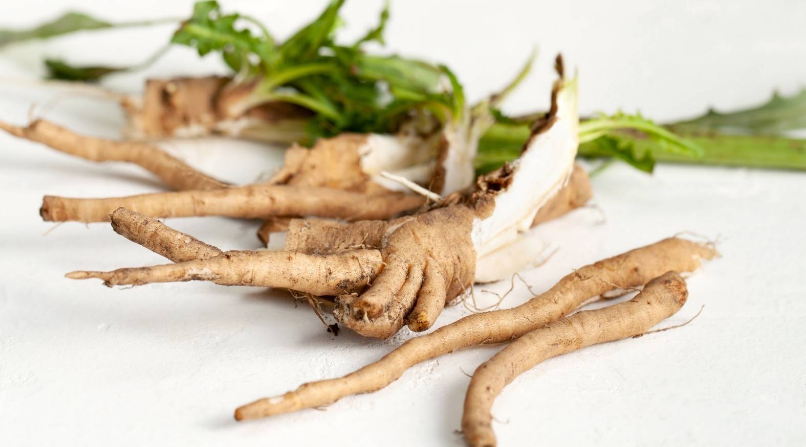 Chicory Root (Cichorium intybus) showing long, slender, earthy brown roots with a slightly rough texture, freshly harvested and accompanied by green leafy tops, highlighting the plant’s natural form and traditional use as a root ingredient.