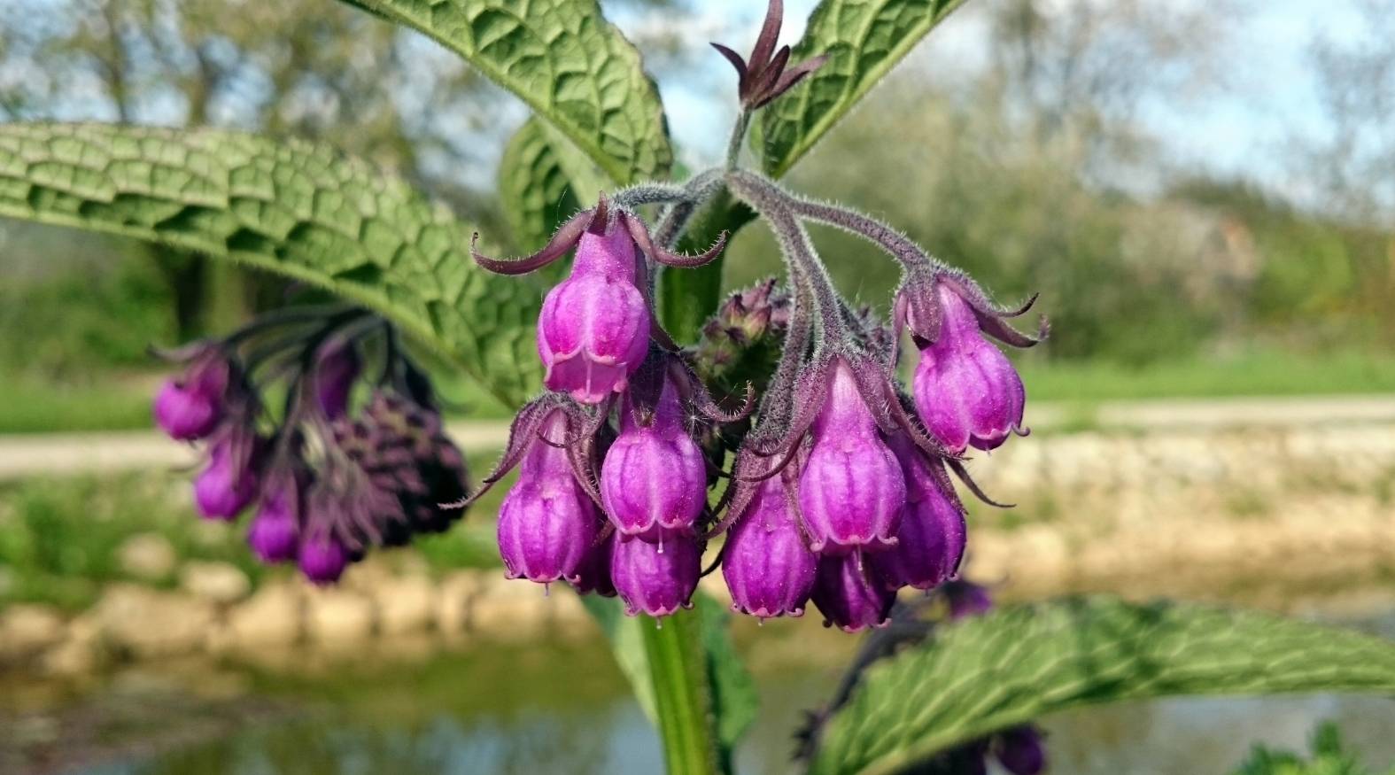 Comfrey (Symphytum officinale) showing clusters of drooping, bell-shaped purple flowers hanging from softly hairy stems, with broad, textured green leaves in the background, highlighting the plant’s distinctive form and natural growth habit.