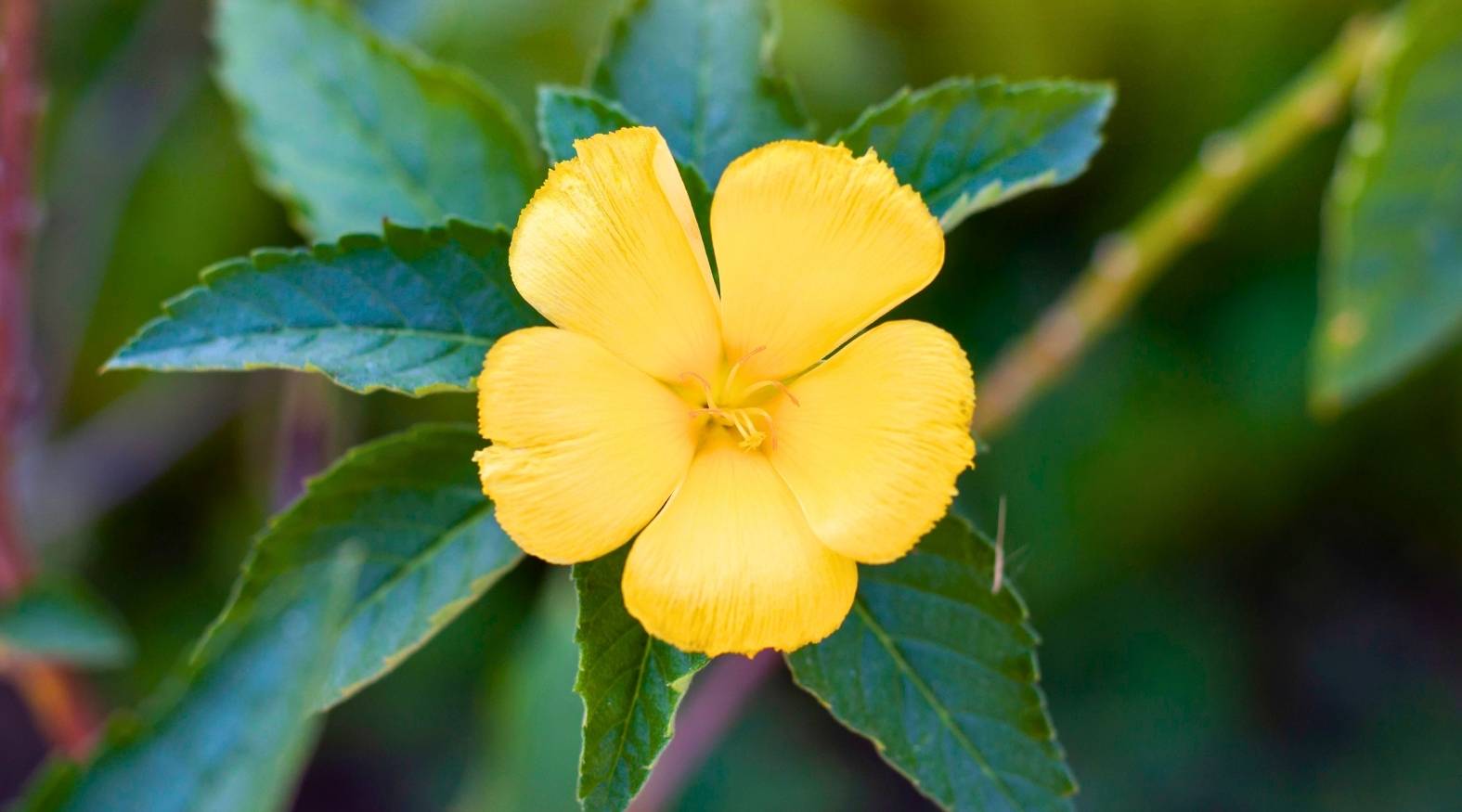 Damiana (Turnera diffusa) showing a delicate, five-petaled yellow flower with a soft, silky texture, surrounded by serrated green leaves, highlighting the plant’s bright bloom and natural foliage.