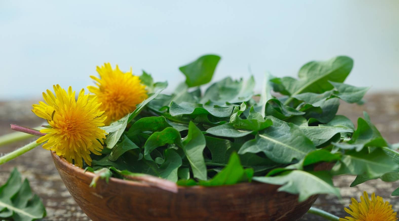 Dandelion Leaf (Taraxacum officinale) showing fresh, jagged green leaves gathered in a bowl alongside bright yellow dandelion flowers, highlighting the plant’s distinctive foliage and vibrant blossoms.