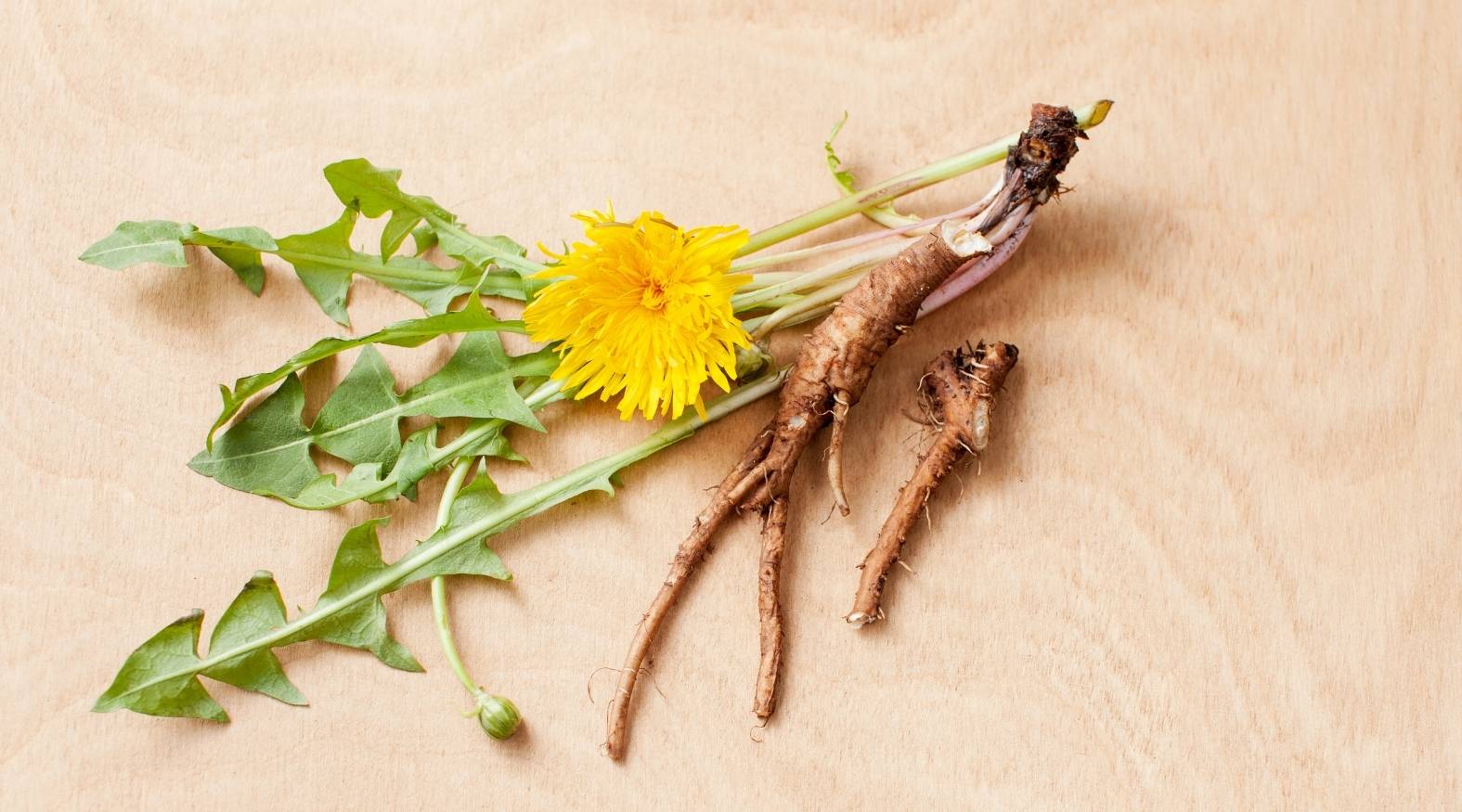 Dandelion Root (Taraxacum officinale) showing freshly harvested, slender brown roots attached to the plant, alongside jagged green leaves and a bright yellow flower, highlighting the plant’s full structure and natural form.