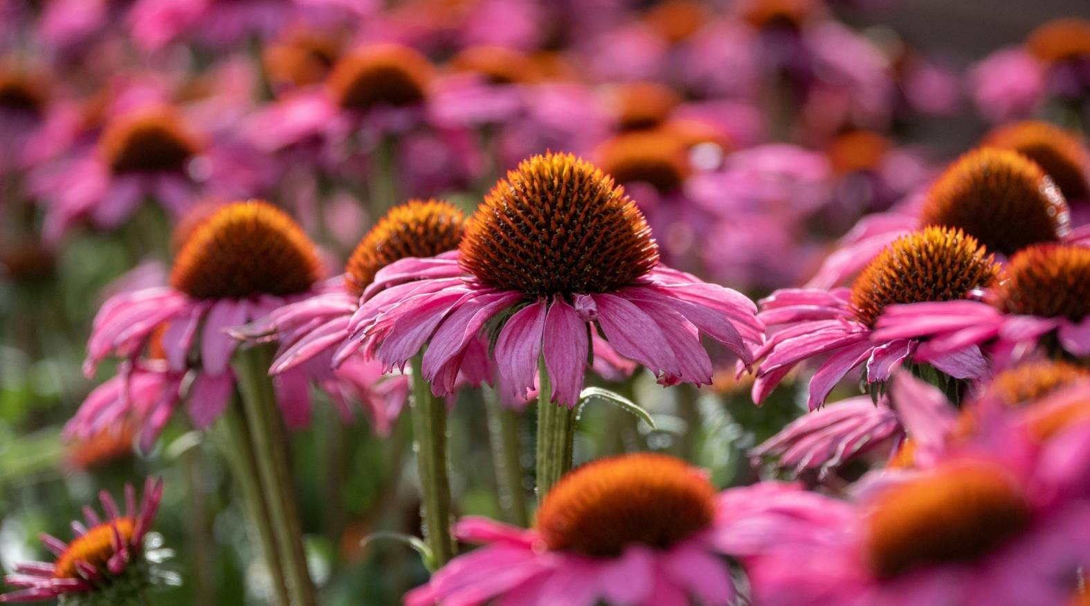 Vibrant echinacea (Echinacea purpurea) flowers with pink petals and prominent spiky orange-brown centres growing in a field.