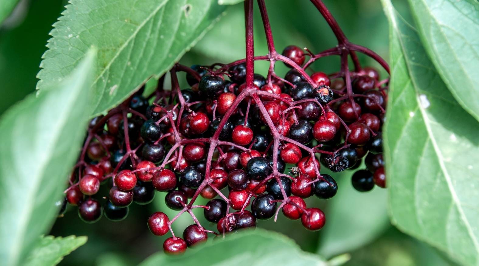 Cluster of elderberries (Sambucus nigra) ripening on the branch, with glossy dark purple-black and red berries hanging from reddish stems beneath green leaves.