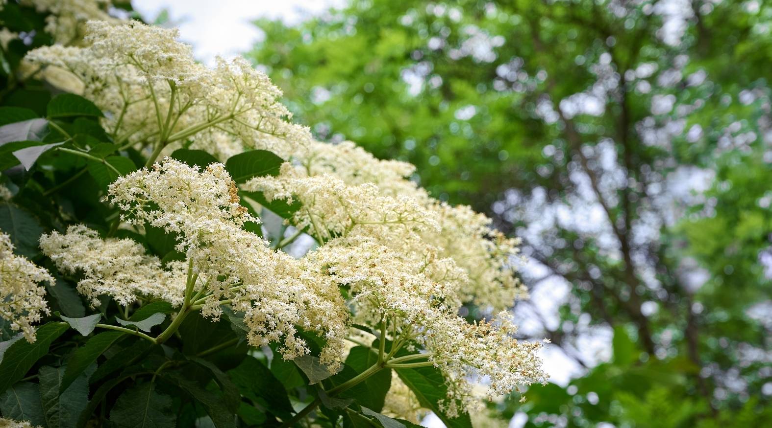 Clusters of delicate elderflower (Sambucus nigra) blossoms forming creamy-white, umbrella-shaped sprays against a backdrop of green foliage.