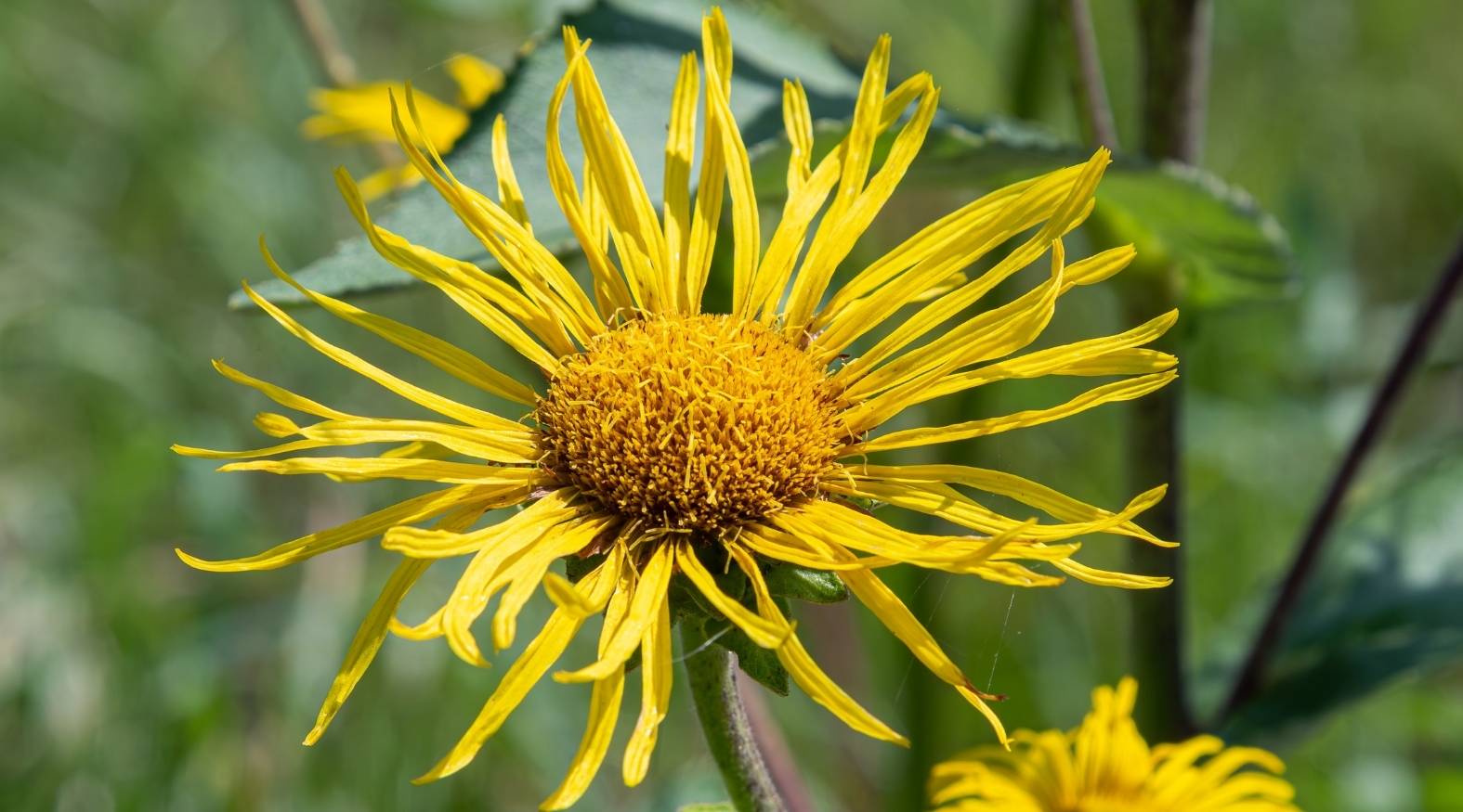 Bright yellow elecampane (Inula helenium) flower with long, narrow petals radiating from a dense central disc, captured in a natural garden setting.