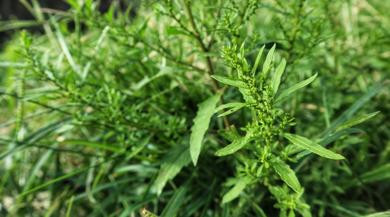 Epazote (Dysphania ambrosioides) with narrow green leaves and small clustered flower spikes growing in a natural setting.