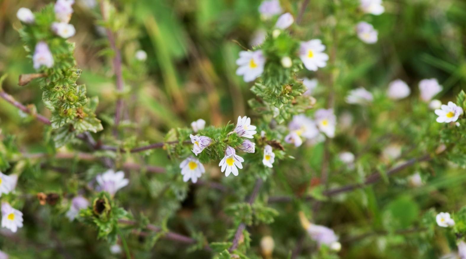 Delicate eyebright (Euphrasia officinalis) flowers with small white petals and yellow centres growing among green stems and foliage.