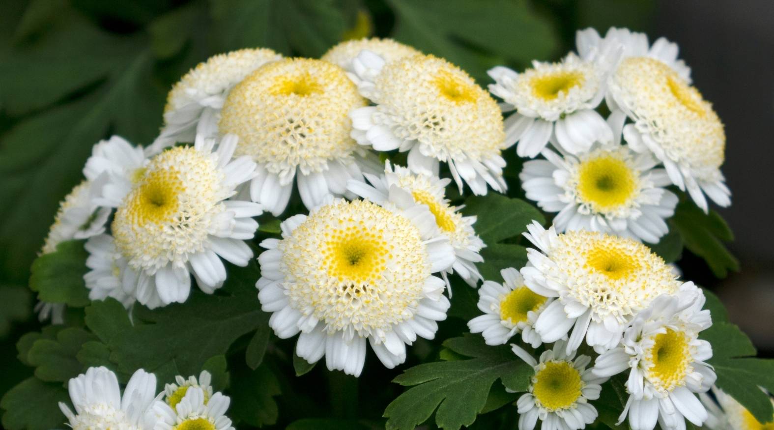 Clusters of feverfew (Tanacetum parthenium) flowers with white petals and bright yellow centres.