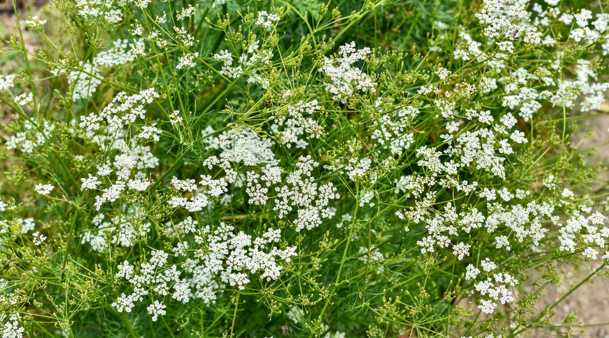 Flowering Cumin (Cuminum cyminum) plant, the aromatic herb traditionally valued for its dried seeds.