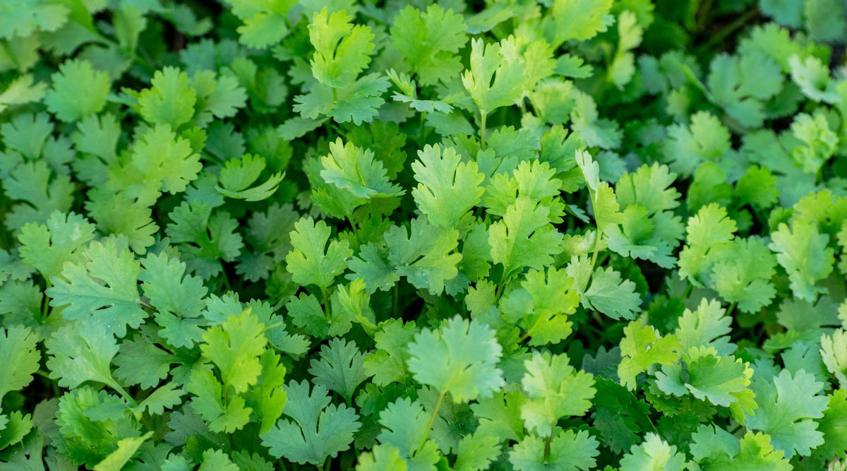 Fresh Coriander (Coriandrum sativum) leaves growing in a garden.