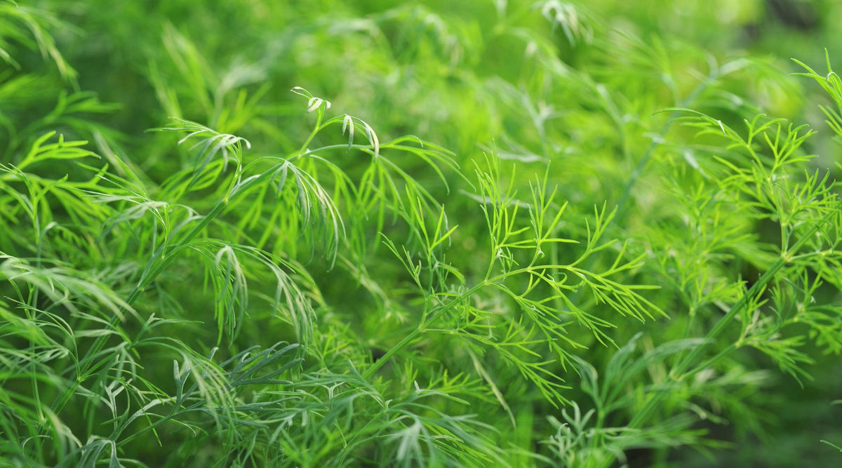 Fresh Dill (Anethum graveolens) with fine, feathery green leaves.