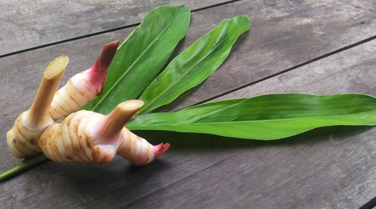 Fresh Galangal (Alpinia galanga) rhizome with long green leaves..jpg