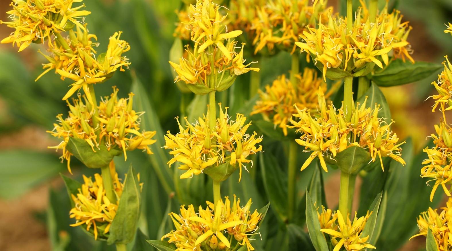 Close-up of gentian (Gentiana lutea) in bloom, showing clusters of bright yellow flowers growing on tall stems in their natural habitat.