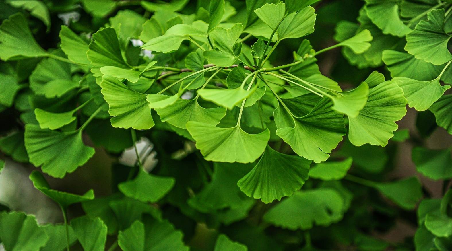 Fan-shaped green leaves of Ginkgo biloba growing on branches, showcasing the plant’s distinctive foliage.