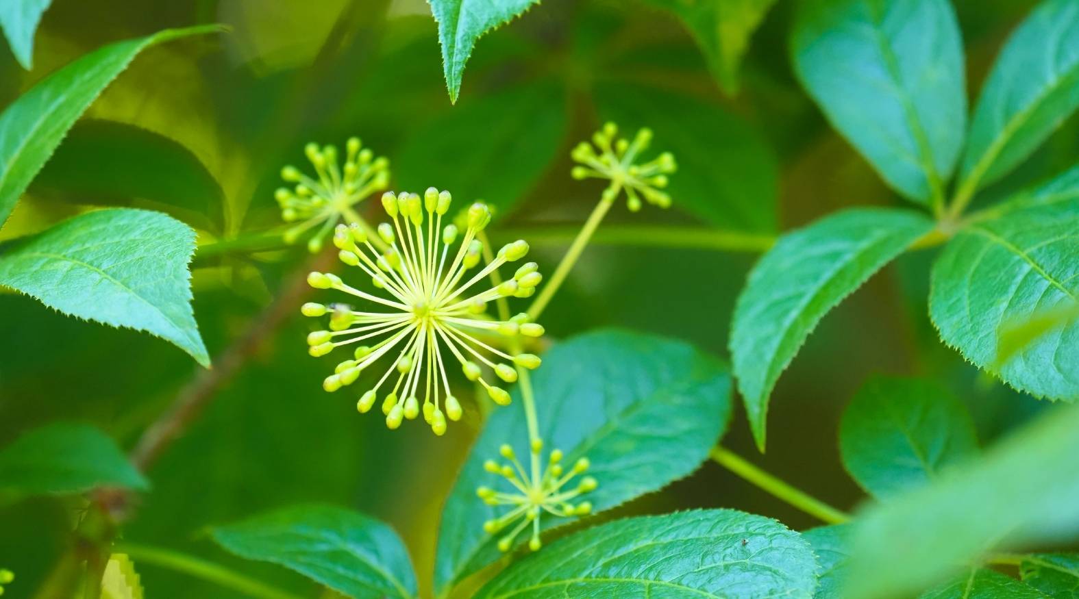 Siberian ginseng (Eleutherococcus senticosus) showing its small, spherical flower clusters surrounded by green leaves.