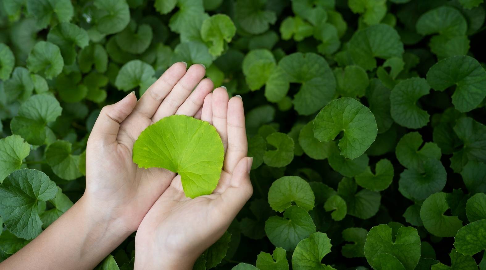 Fresh Gotu kola (Centella asiatica) leaf, surrounded by dense clusters of its round, green foliage.