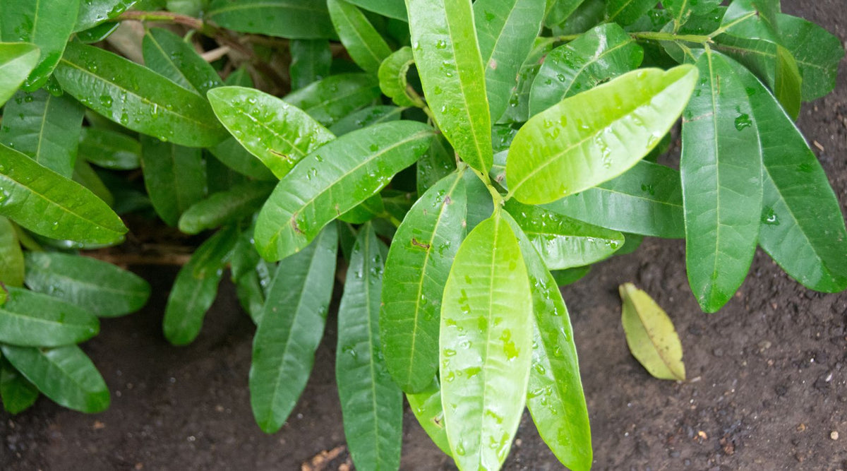 Allspice (Pimenta dioica)