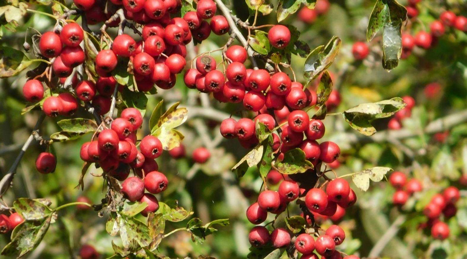 Clusters of bright red hawthorn berries (Crataegus monogyna) growing on branches, surrounded by green leaves in a natural outdoor setting.
