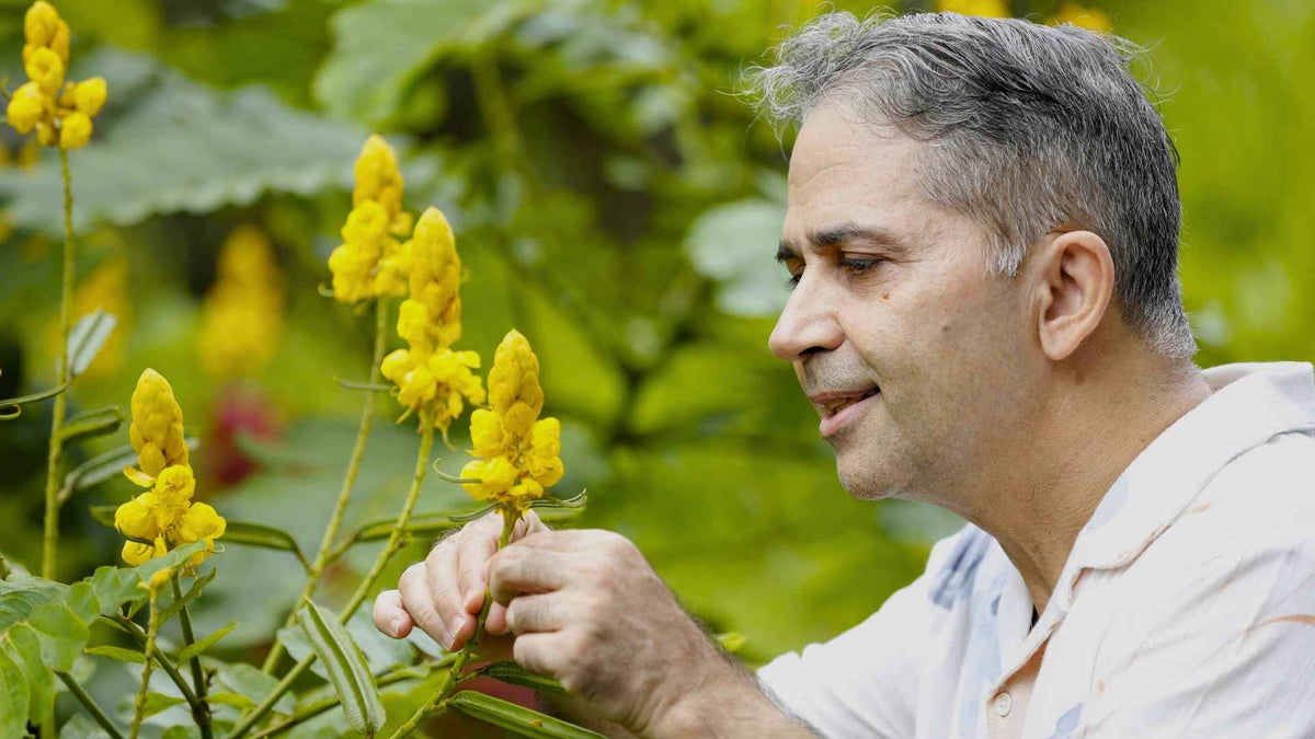 Asian herbs for herbal tea treadition