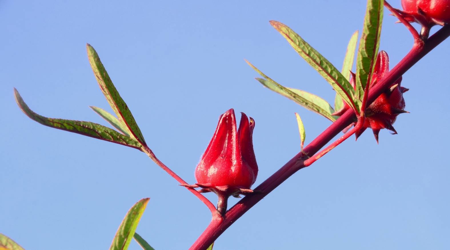 Hibiscus (Hibiscus sabdariffa) with bright red calyces on a slender stem, highlighting their smooth surface and vivid colour.