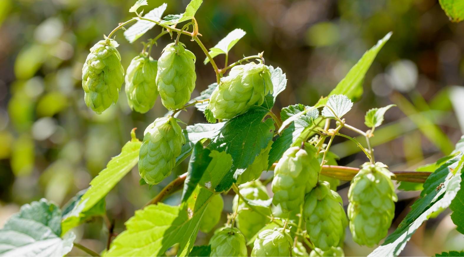 Green hop cones (Humulus lupulus) growing in clusters on a vine, with textured leaves and a sunlit natural background.
