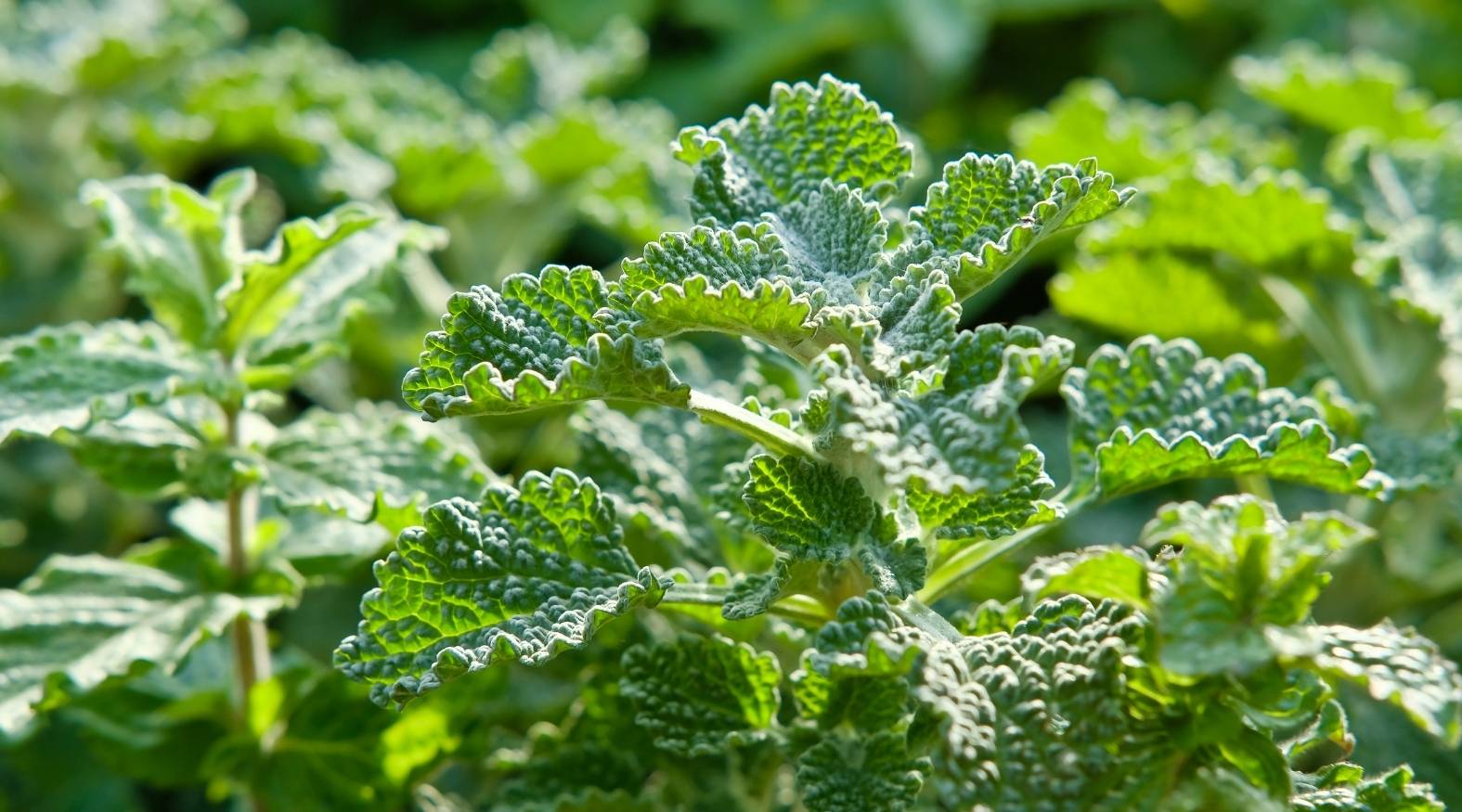 Horehound (Marrubium vulgare) leaves showing their textured, wrinkled surface and softly fuzzy appearance, growing in bright natural light.
